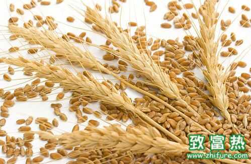 小麦的功效与作用 小麦红枣粥怎么做