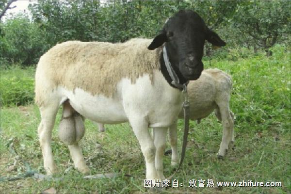 杜泊羊市场价格多少钱一只？