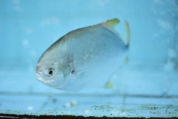 金鲳鱼是海鱼吗 金鲳鱼养殖技术