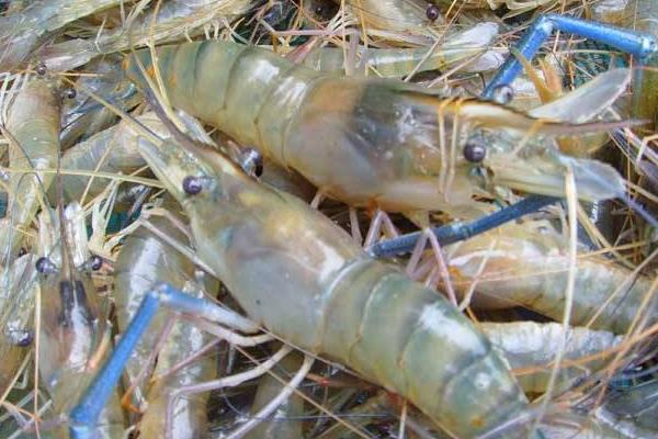 海虾和淡水虾的区别是什么 淡水虾吃什么