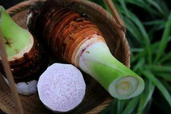 荔蒲芋头种植技术