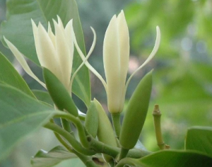 白兰花 白兰花