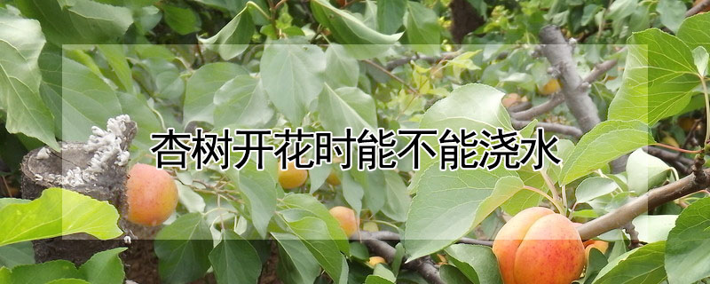 杏树开花时能不能浇水