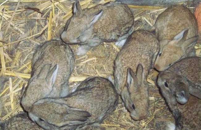 特种养殖野兔对兔舍环境的要求