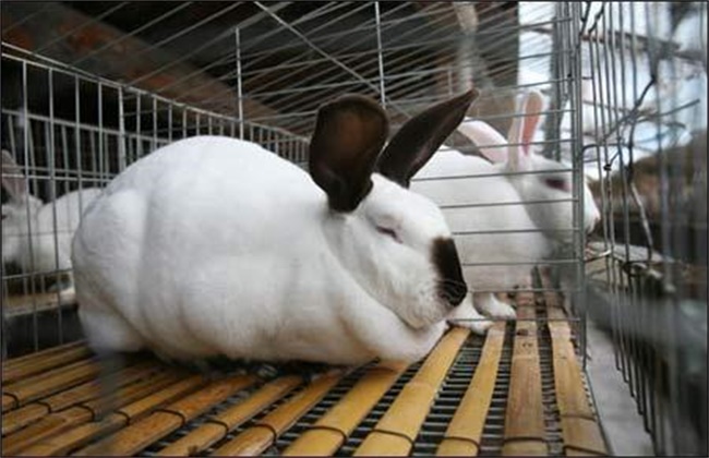 兔子多少钱一斤?兔子养殖成本和利润如何?