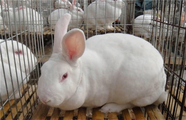 肉兔子散养殖技术