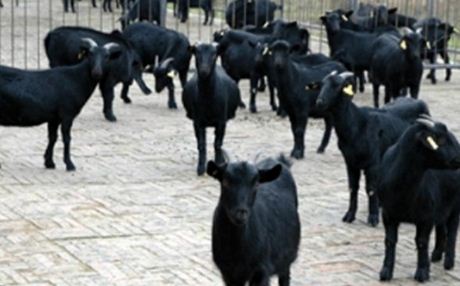 黑山羊羊苗价格是多少钱一只？养殖前景如何？