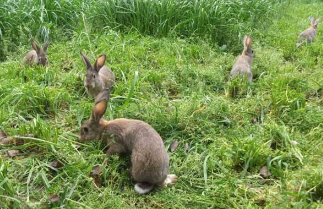 科学养兔：兔子养殖技巧