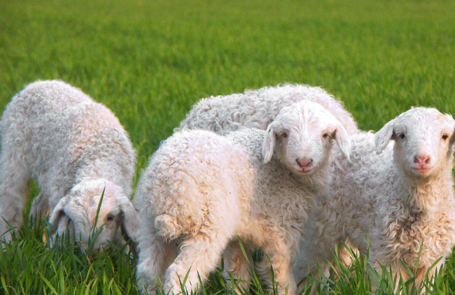 肉羊品种养殖有何养殖优势？