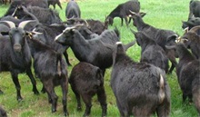 黑山羊--农村创业网