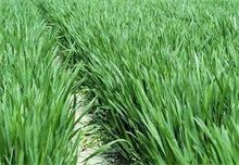 新疆地区春小麦种植技术