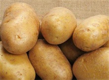 土豆如何从副食变主粮