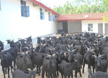 黑山羊养殖--农村创业网