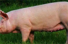 母猪发情与配种的时间规律与判断方法 农村创业网
