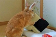兔子叠被子