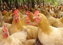鸡的肠毒综合症防治