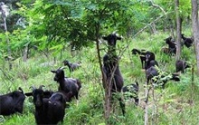 努比亚黑山羊养殖前景和养殖效益分析 农村创业