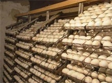 鹅蛋人工孵化技术--农村创业网