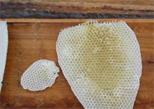 蜜蜂养殖：蜜脾的调温原理