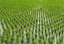 如何缩短水稻缓苗期