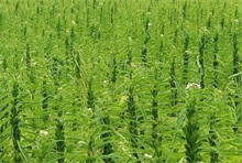 芝麻种植：夏芝麻缺苗原因及对策 农村创业网