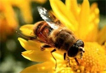 创新推广机制 促进蜜蜂授粉增产技术的应用 农村创业网