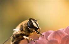 蜂专家到玉龙县考察中蜂养殖产业 农村创业网