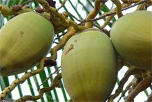 椰子--农村创业网