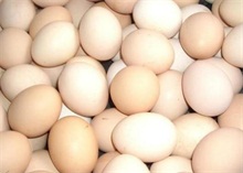 鸡蛋价格失衡偏弱 农村创业网