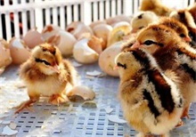 雏鸡养殖管理技术