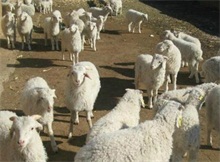 小尾寒羊--农村创业网