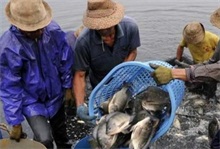 福寿鱼捕捞现场--农村创业网