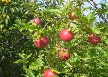 苹果标准化种植技术