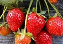 小草莓托起大梦想 农村创业网