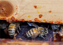 蜂产业如何由“大”做“强”