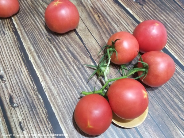 2017番茄品种展示会在京举办