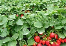 草莓种植如何增加甜度