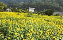 福清龙江公园外滩向日葵盛开--农村创业网