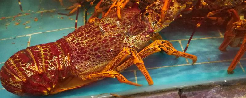 澳洲大龙虾养殖方法，附投喂管理