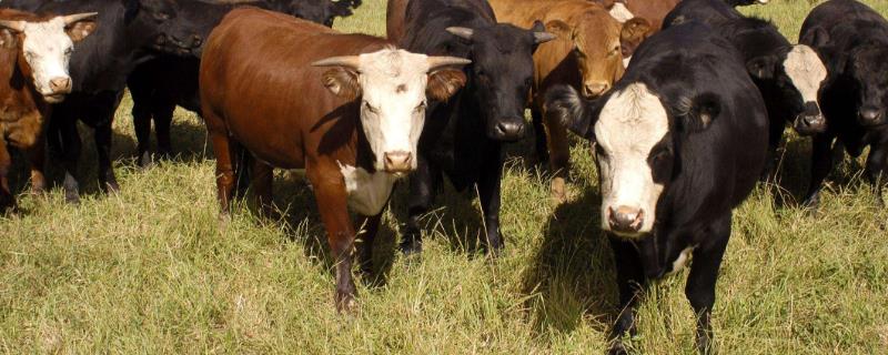 肉牛的品种都有哪些，如何养牛才能赚钱