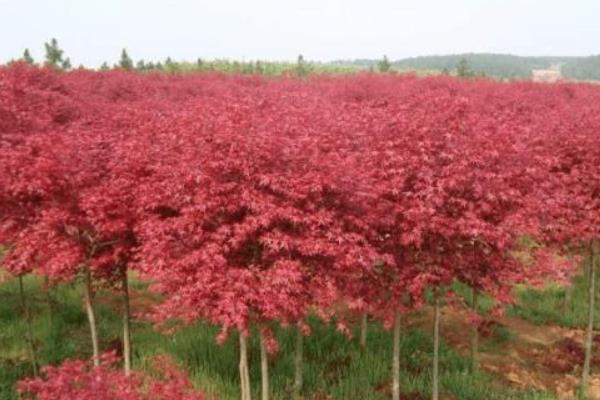 枫树种植方法