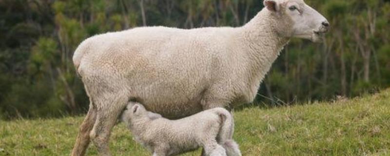 母羊缺乳的预防措施，附原因