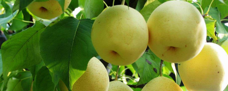 嫁接的梨树结果需要几年，梨树有哪些嫁接方法
