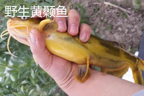 黄颡鱼野生和养殖有哪些区别