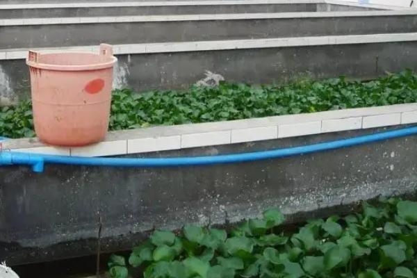 人工繁殖黄鳝和苗种培育方法