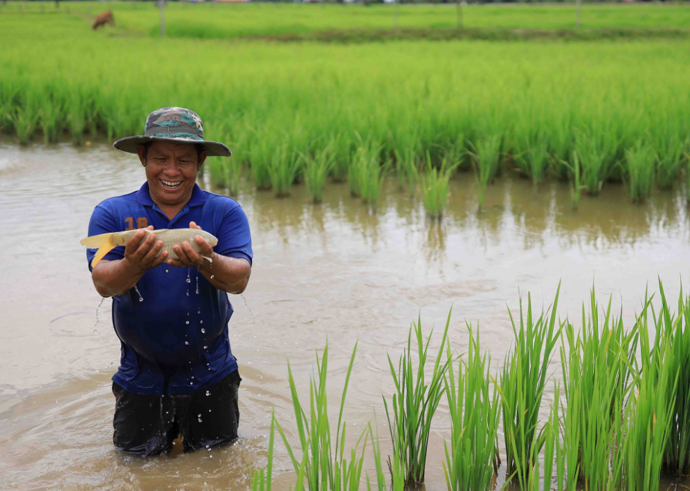  稻田养鱼的鱼苗的田间饲养如何管理？