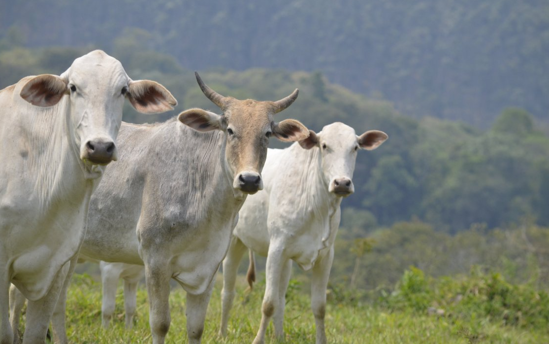秋季牛呼吸道疾病有哪些？怎么预防？