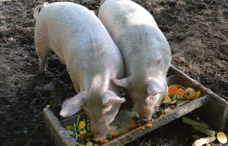 猪的大肠杆菌病有哪些危害，如何防治？