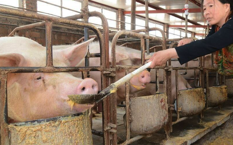 猪饲料中需要动物脂肪吗，有哪些作用?