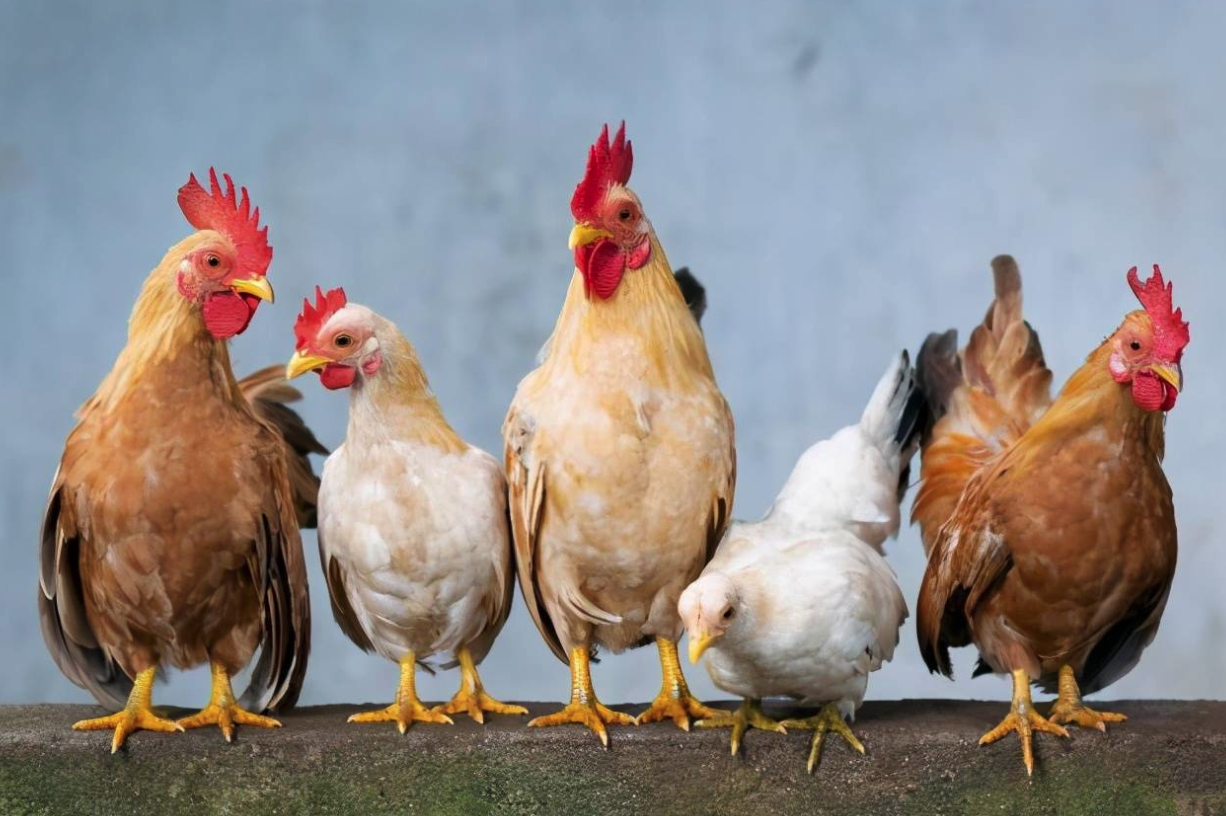 鸡在生长过程中需要注射哪些疫苗？